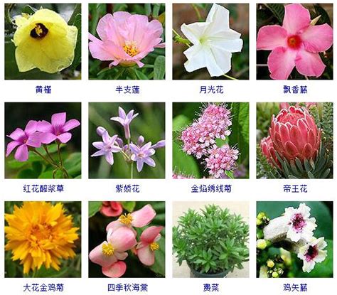 花的名字和图片|常见花卉名称大全